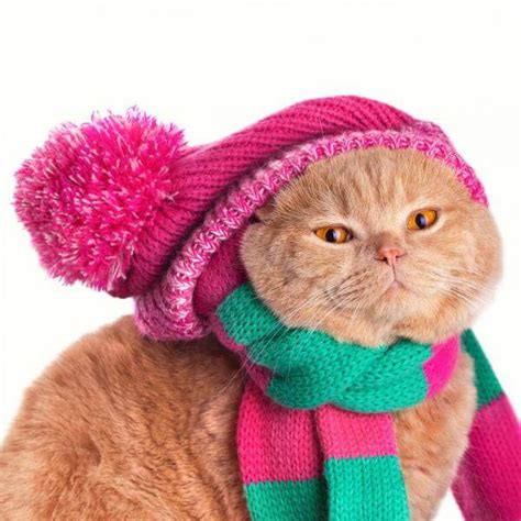 The cat version of a cold is called feline upper respiratory disease and it's actually pretty common, just like the common cold is for us humans. Do cats feel the cold? | FavCats.com