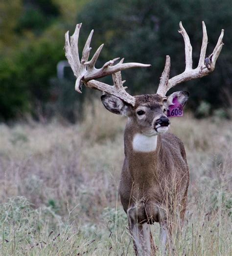 M3 Whitetails Buck Sold Last Year Looks Pretty Good This Year In A Customers Pasture