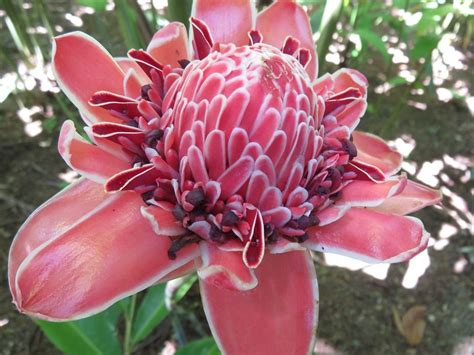 We did not find results for: Natural Beauty | Pink flowers, Costa rica pictures ...