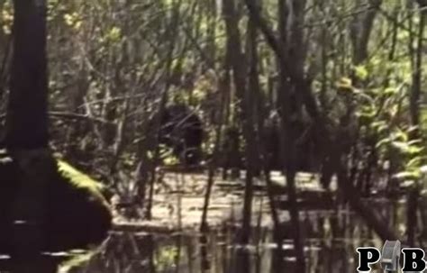Watch Bigfoot Filmed By Tampa Canoeist New Tampa Fl Patch