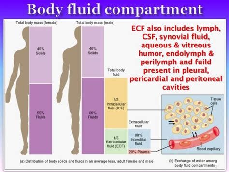Human Body Fluid Compartments Tewsbritish