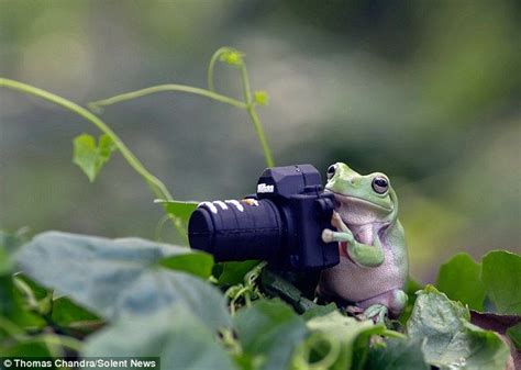 A Group Of Bright Green Tree Frogs Have Staged Their Own Miniature Photo Shoot Cute Little