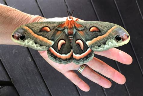 Cecropia Moth Largest Native Moth In North America