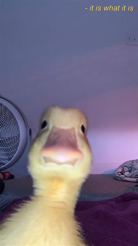 Aesthetic Duckling Pic Voice