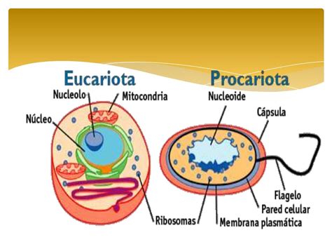 Celula Eucariota Y Celula Procariota Images