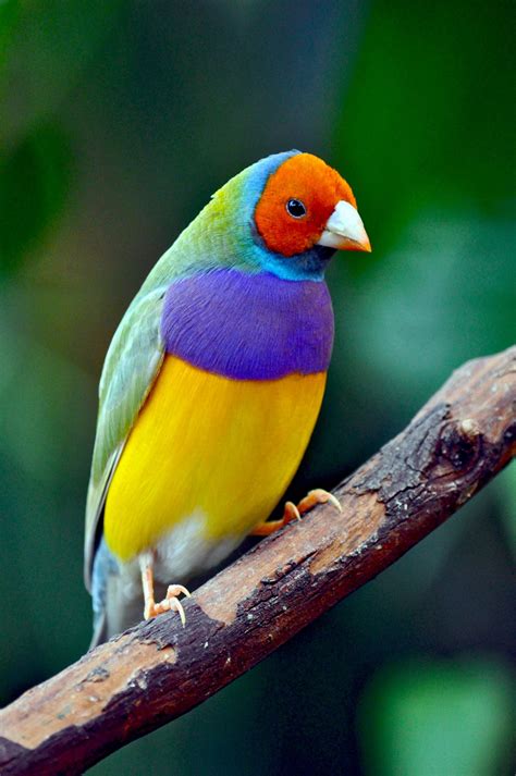 Colorful Rainbow Finch Beautiful Birds Colorful Birds Animals Beautiful