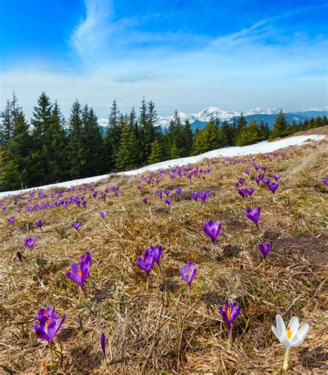 Purple Crocus Flowers On Spring Mountain Stock Image Image Of Blossom