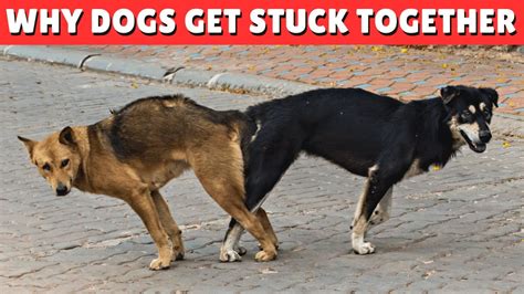 Why Dogs Get Stuck While Mating Youtube
