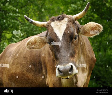 Portrait Of Brown Cow With Long Horns Stock Photo Alamy