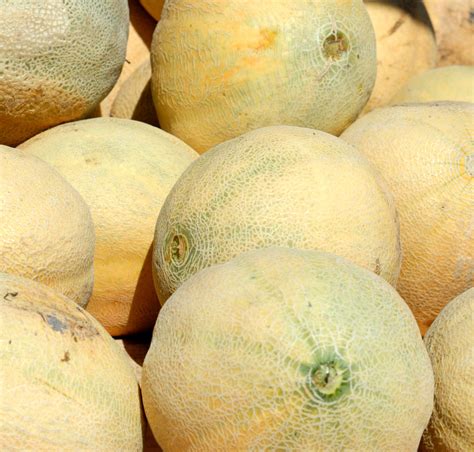 The List Of 16 How To Tell A Ripe Cantaloupe