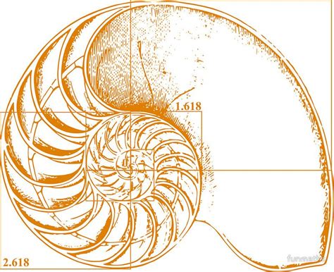 Fibonacci On A Nautilus Shell Orange Sticker By Funmaths Nautilus