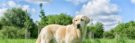 Labrador Retriever Carattere Cura E Alimentazione Arcamagazine