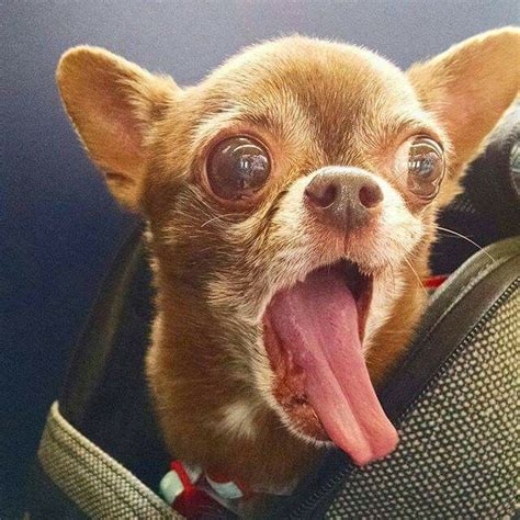 😨😨😨😨 Funny Animal Pictures Chihuahua Funny Cute Puppies