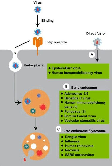 Viral Life Cycle Overview Thermo Fisher Scientific Za