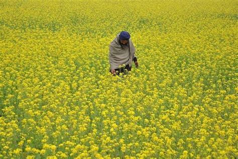 Take Considered View On Allowing Gm Mustard Crop Sc To Govt India