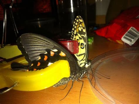 Confessions Of A Lepidoterist Butterfly Hybrid Project Pt 2 Advice
