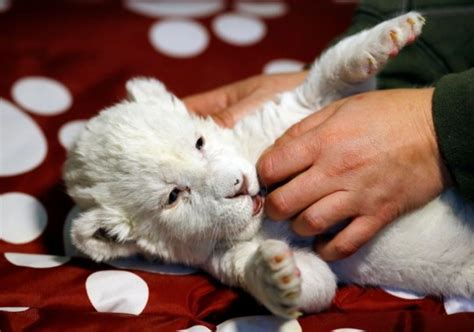 Cute White Female Lion Cub Born In Belgrade Zoo Metro News