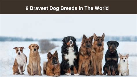 9 Bravest Dog Breeds In The World Furry Talez