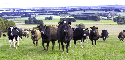 This page contains data regarding key components of the australian dairy industry over a given time period. Australian dairy plan publishes report on current state of ...