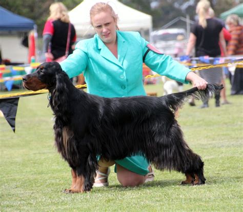 Eillie Best Opp Open In Show 1 And 2 High Res Gordon Setter Club Of