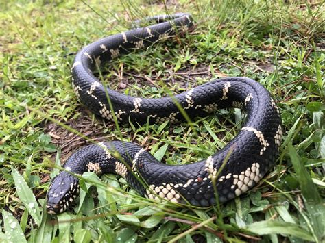 Its Been Eastern Kingsnake Week For Me And This Guy Has Been My
