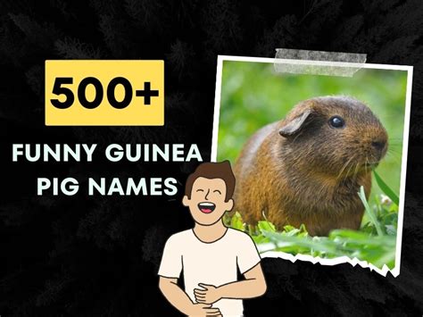 500 Funny Guinea Pig Names Puns And Hairless