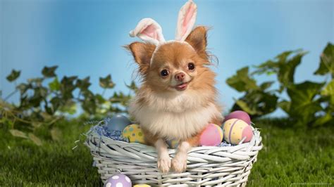 15 Dogs Who Think Theyre The Easter Bunny Barkpost