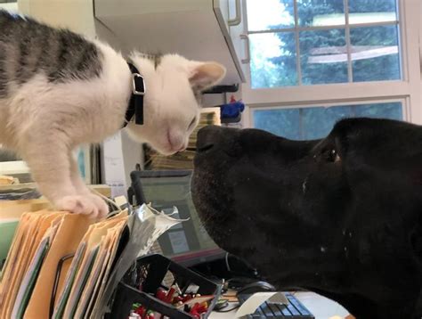Dog Vet Care in Clay | Cat Vet Care in Clay