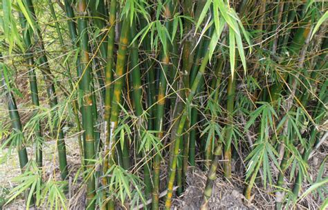 Common Bamboo Bamboo Australia Sunshine Coast