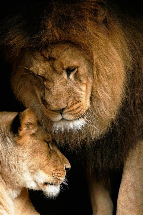 Pin On Lion And Lioness