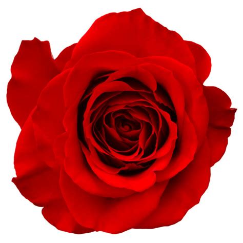 Red Rose Stock Photos Royalty Free Red Rose Images Depositphotos