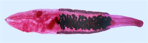 Chinese Liver Fluke Flatworm Britannica