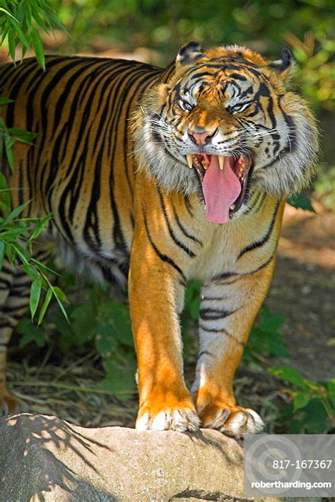 Sumatran Tiger Panthera Tigris Sumatrae Stock Photo