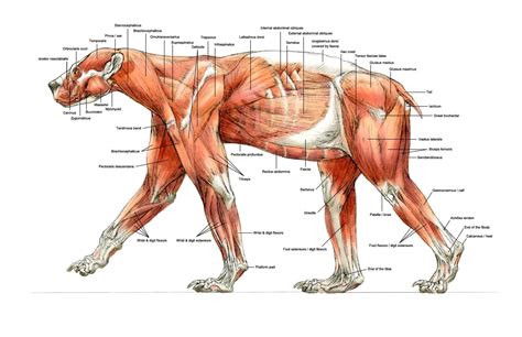 bear anatomy
