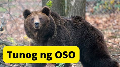 Tunog Ng Oso Sound Of Bear Youtube
