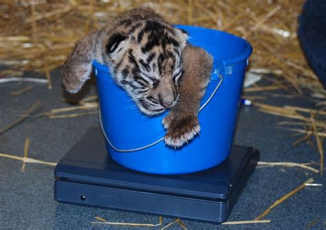 First Look At Topeka Zoos Tiger Cubs Zooborns