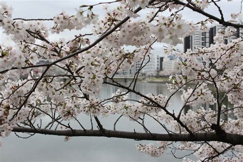 Cherry Blossoms And Climate Change Japans Earliest Bloom In 1200