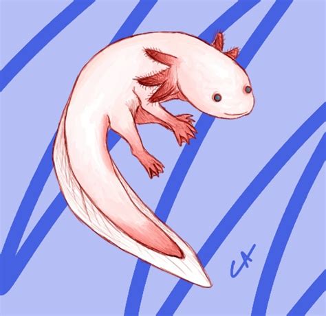Axolotl Drawing Easy Axolotl Axolote Cute Kawaii Iwantaaxolotl Help