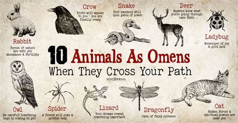 10 Animals As Omens When They Cross Your Path