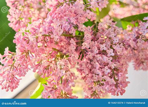 Close Up Of Lilac Flowers At Sunset Lighting Stock Photo Image Of