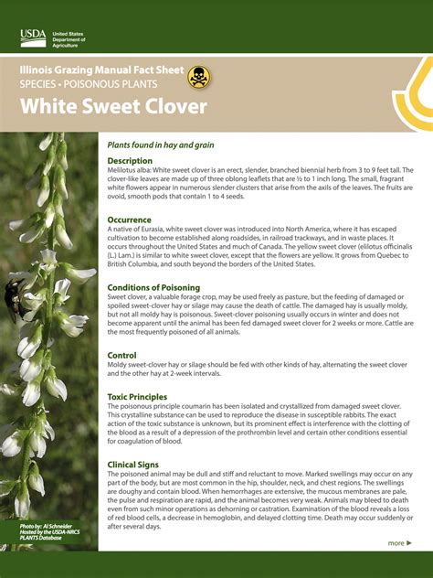 White Sweet Clover Melilotus Albus Great Basin Seed