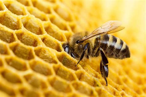 día mundial de las abejas ¿por qué son tan importantes para el mundo palabrasclaras mx
