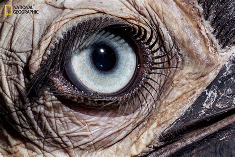 Close-up photographs of eyes reveal incredible diversity in the animal