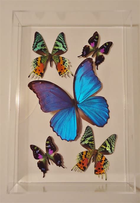 Butterfly Display Framed Butterflies Butterfly Art Real