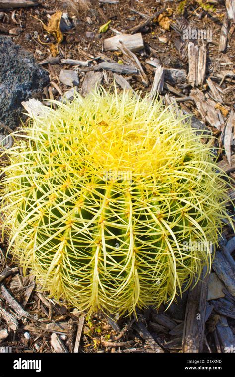 Closeup Of Golden Barrel Cactus In Hawaii Stock Photo Alamy
