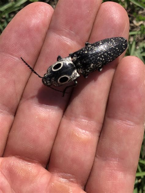 Really Cool Beetle With What Im Guessing Is Snake Camouflage Whats