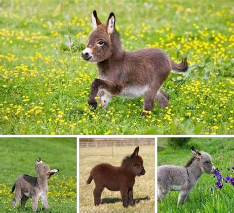 Dwarf Donkey Cute Animals Baby Animals Cute Animal Pictures