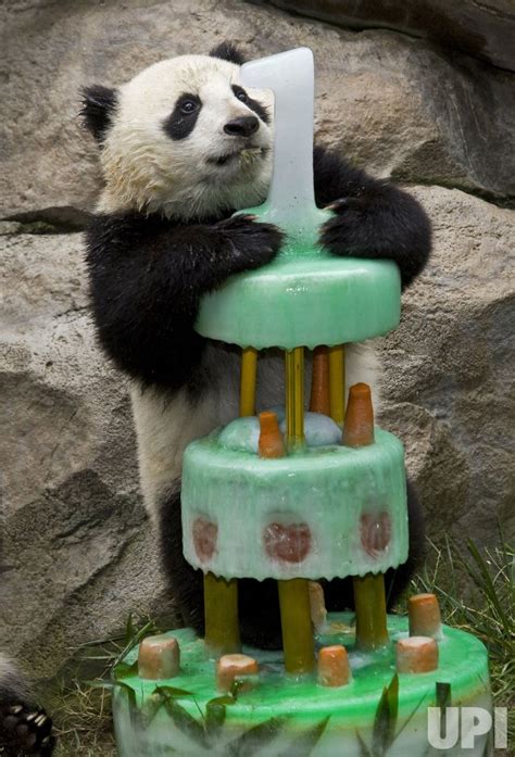 San Diego Zoos Fourth Panda Cub Cerebrates First Birthday