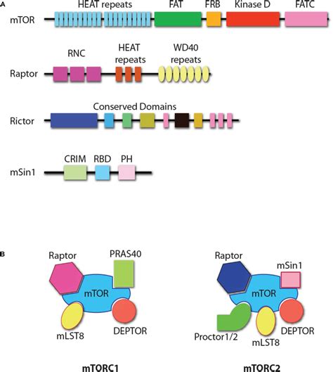 Frontiers Transcriptional Regulation Of Nk Cell Development By Mtor