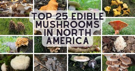 25 Top Edible Mushroom Species In North America Mushroom Appreciation
